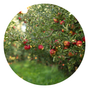 U-pick Apple Orchard in Grand Rapids