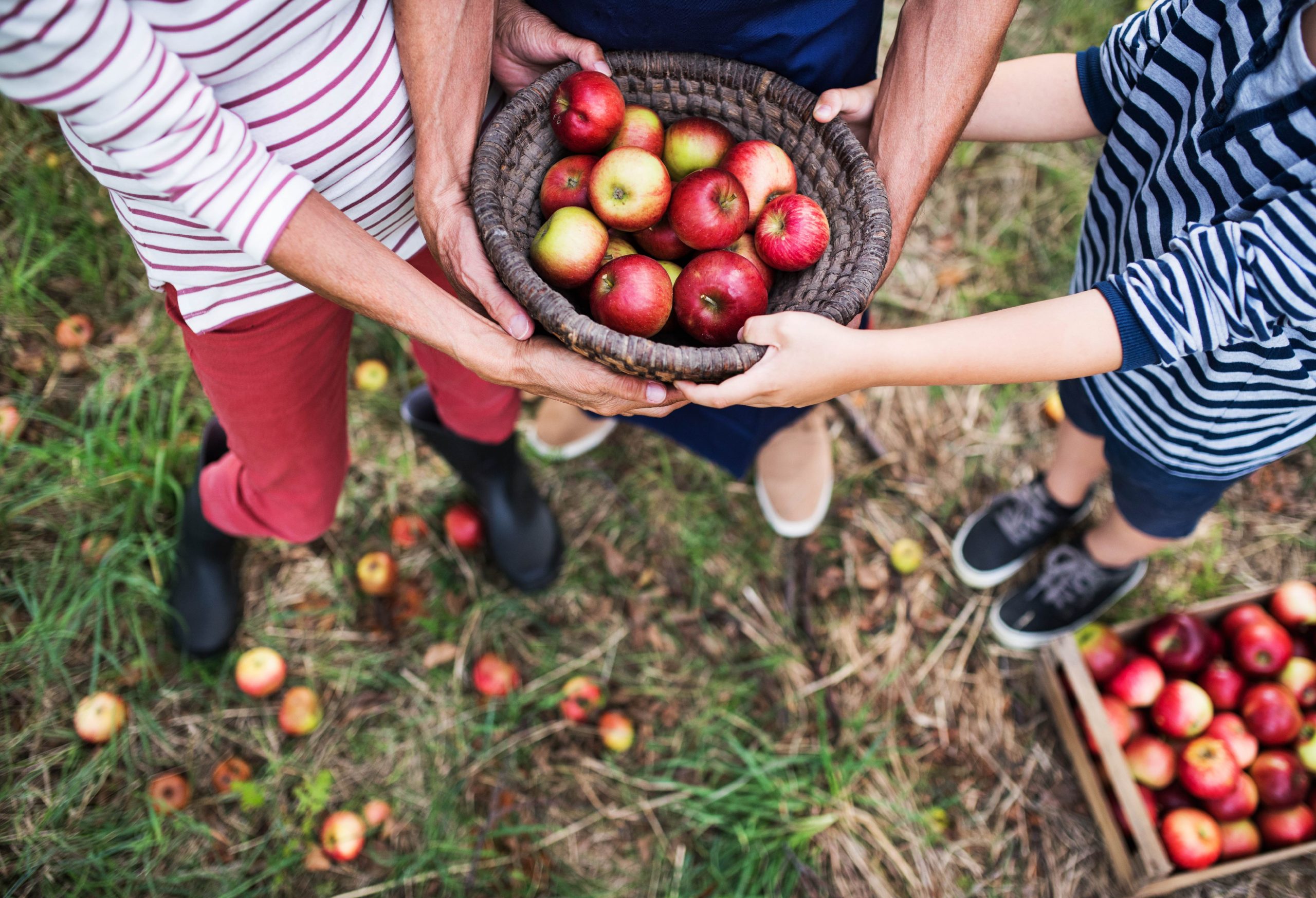 How to Keep Cut Apples Fresh - Robinette's Apple Haus & Winery