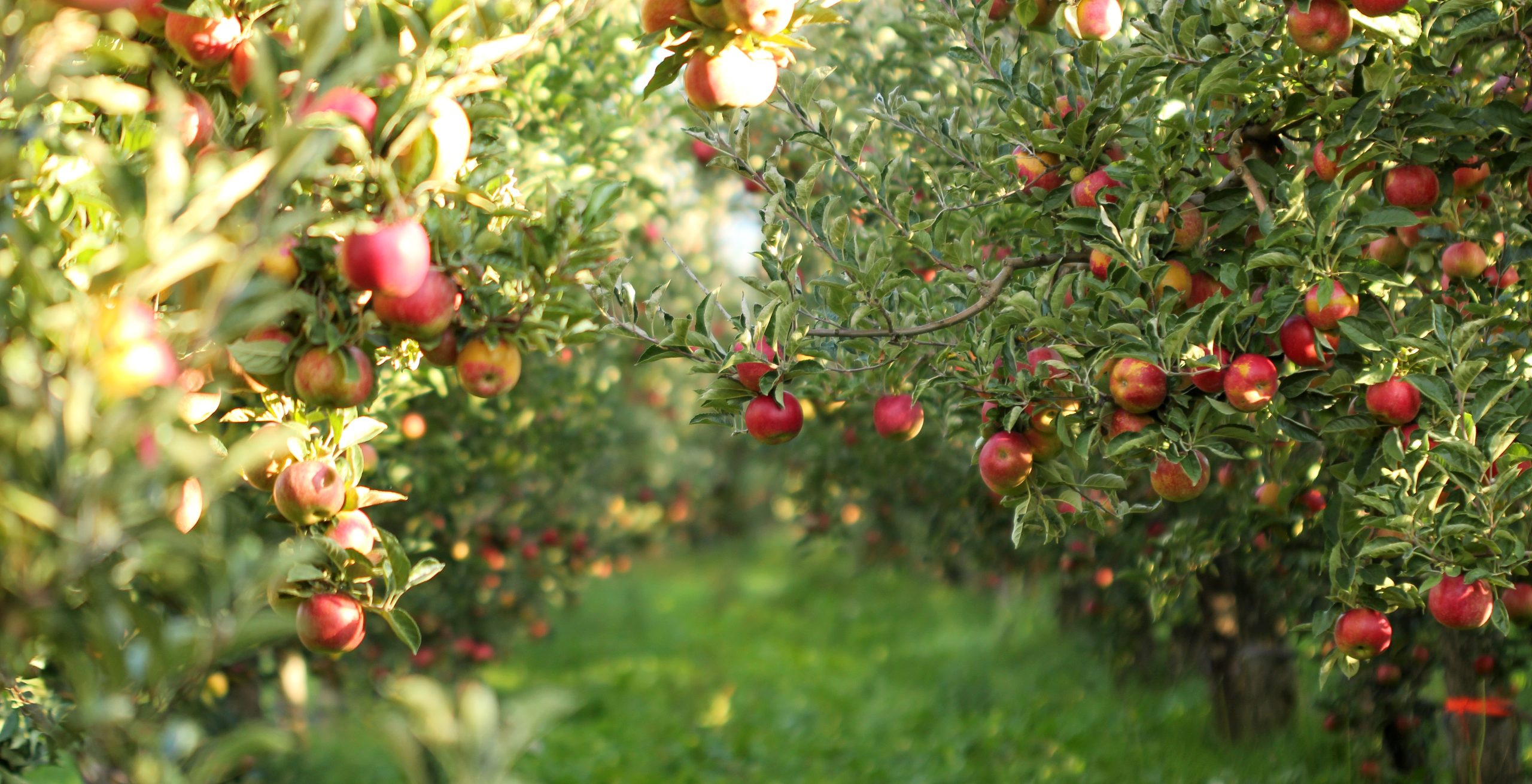 Фрукты под деревом. Яблоневый сад с яблоками. Яблоневый сад с красными яблоками. Плодовый сад. Яблоки на дереве.