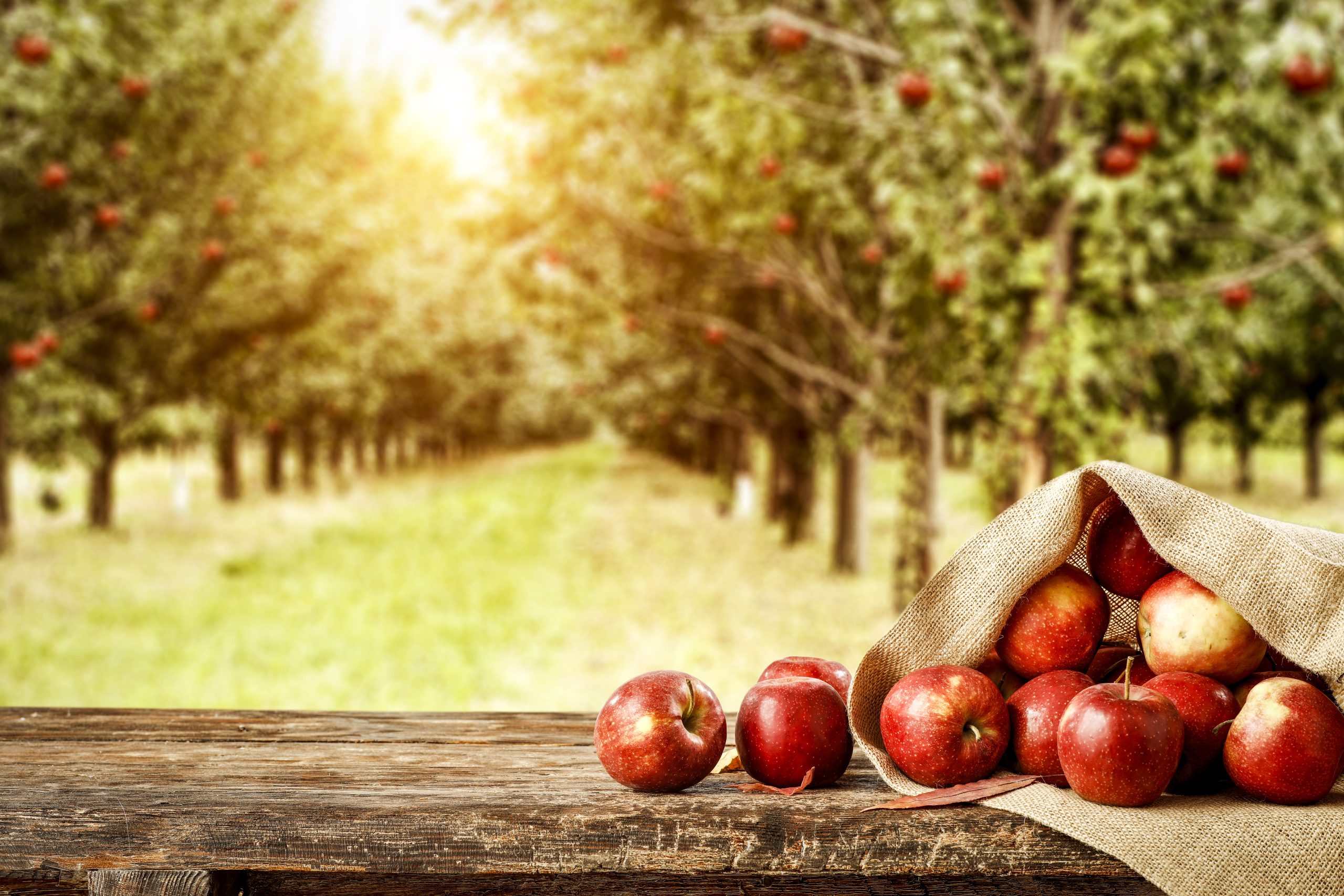 All About McIntosh Apples  Robinette's Apple Orchards in Michigan