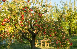 ripe apples in an apple tree