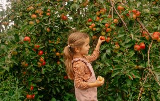girl picking apples in orchard