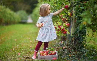little girl picking apples in an apple orchard