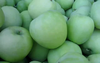 lodi apple harvest